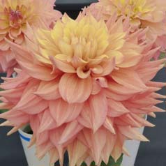 Dahlia Dcoratif 'Peaches and Cream'